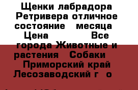 Щенки лабрадора Ретривера отличное состояние 2 месяца › Цена ­ 30 000 - Все города Животные и растения » Собаки   . Приморский край,Лесозаводский г. о. 